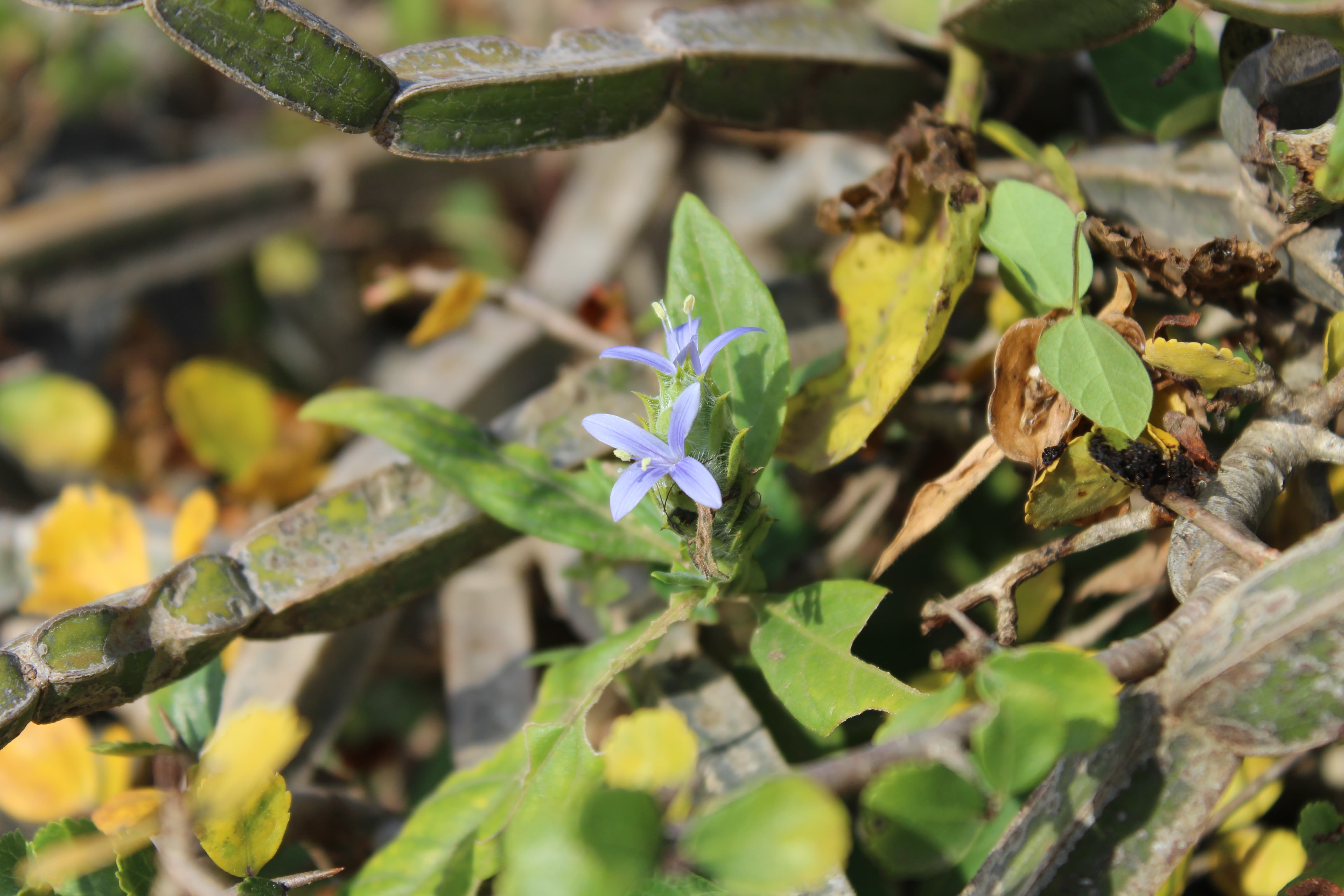 Plant Image